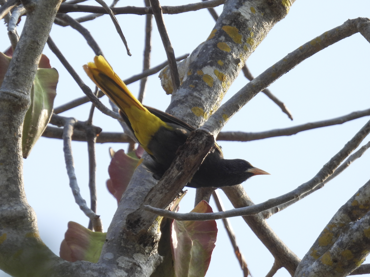 Yellow-winged Cacique - ML617903877