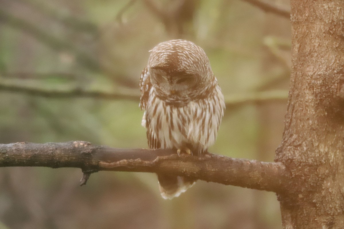 Barred Owl - William Hull