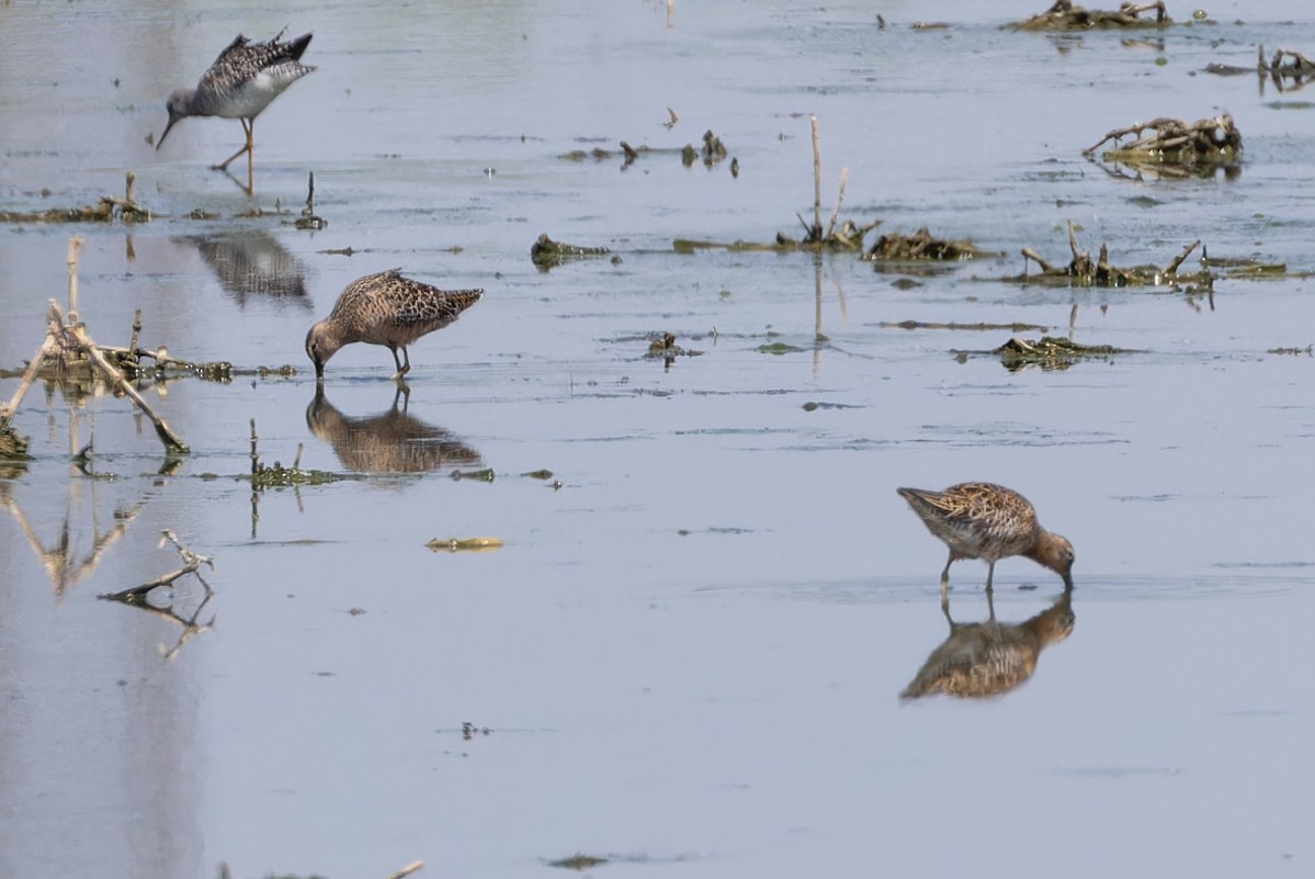 Long-billed Dowitcher - ML617903911
