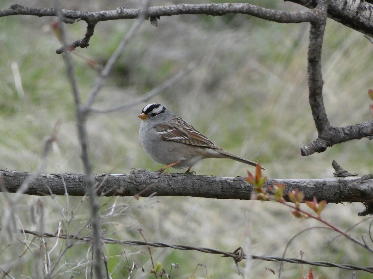 White-crowned Sparrow - ML617903915