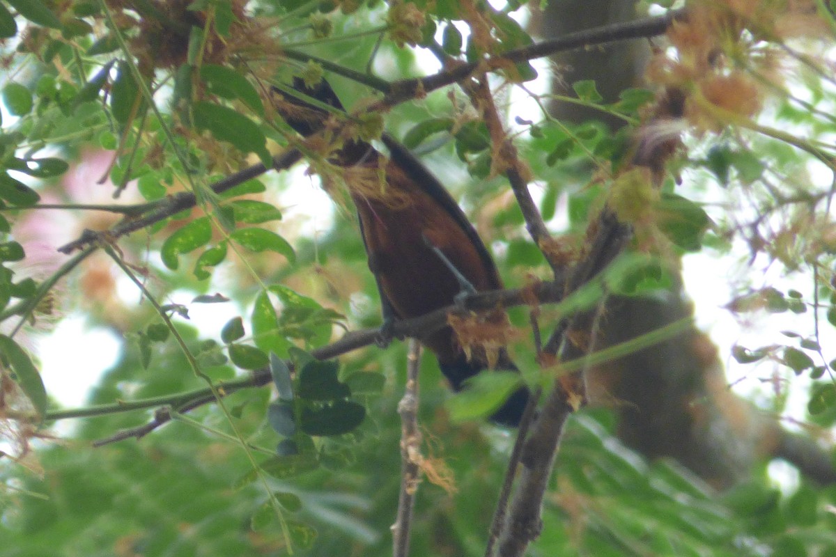 Orchard Oriole - ML617903919