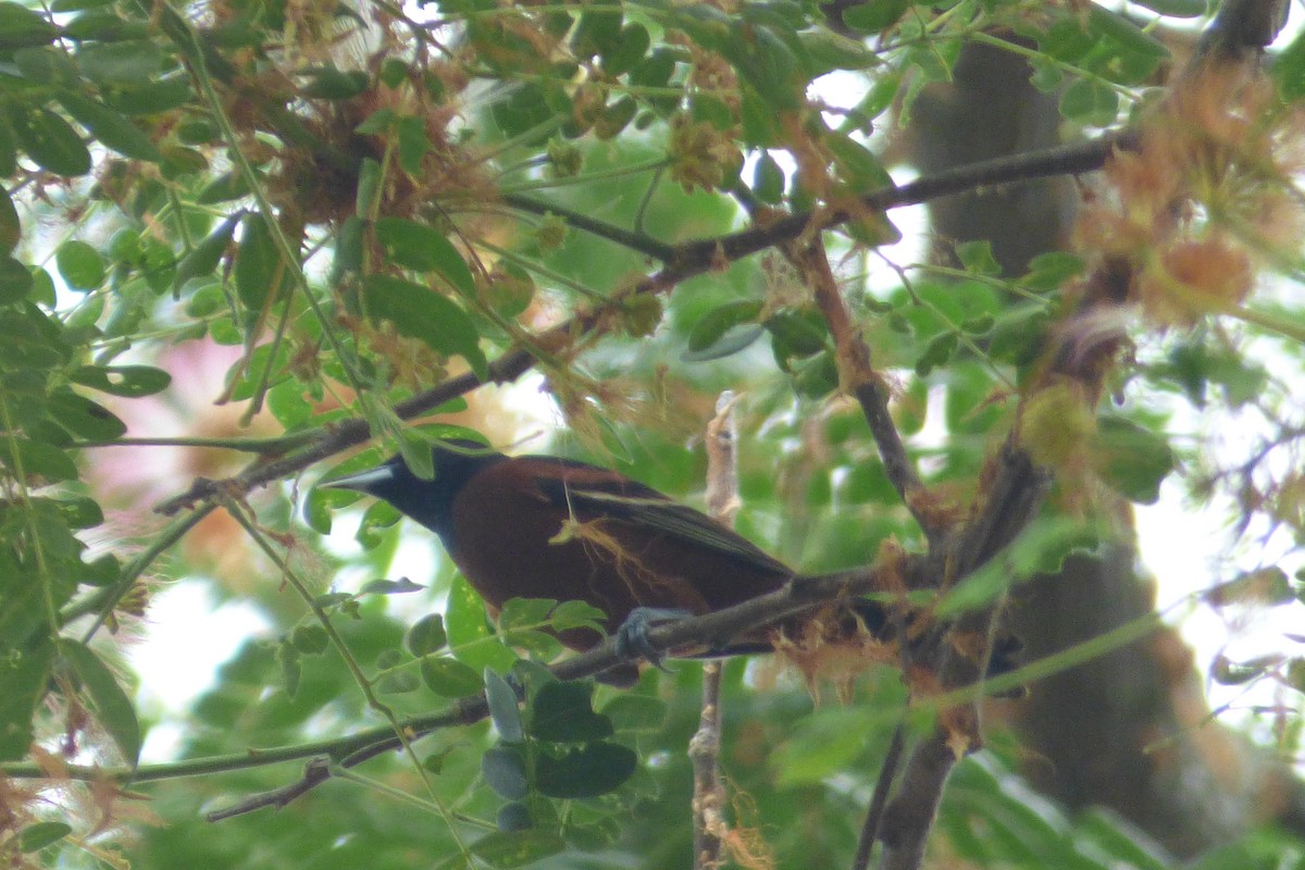 Orchard Oriole - ML617903920