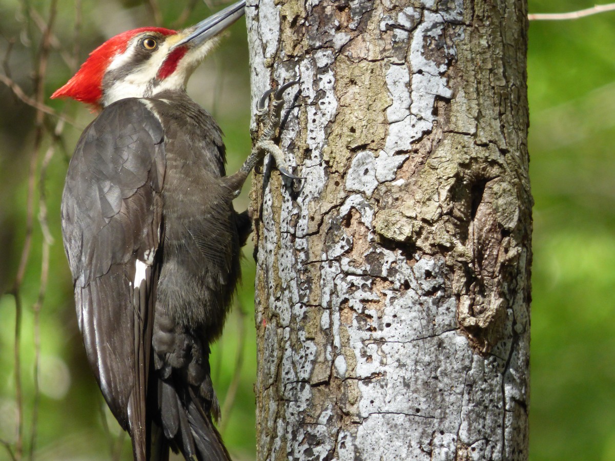 Pileated Woodpecker - ML617903927