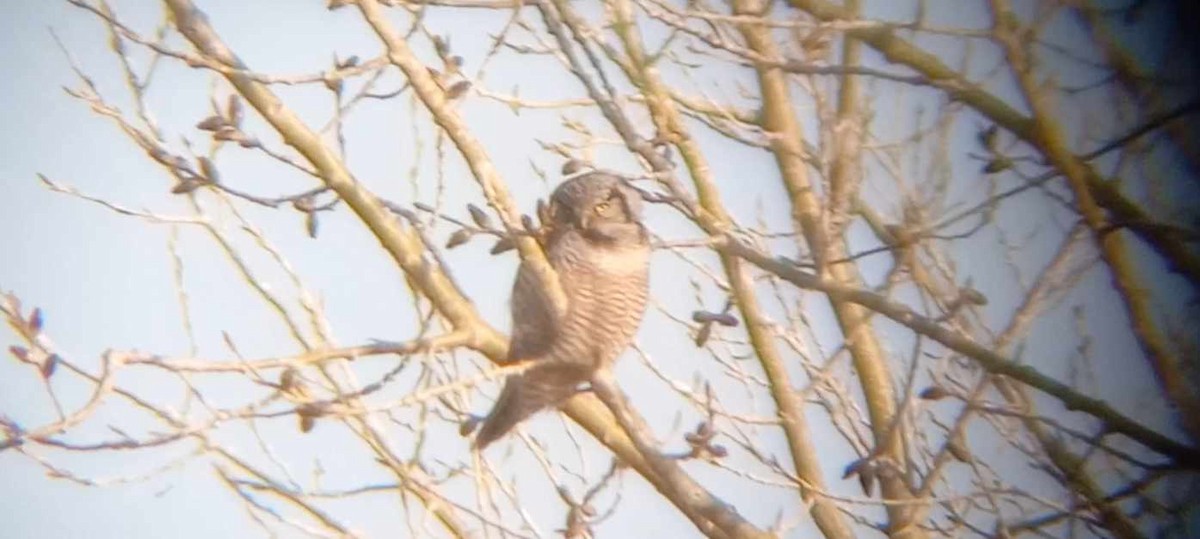 Northern Hawk Owl - Eric Buist