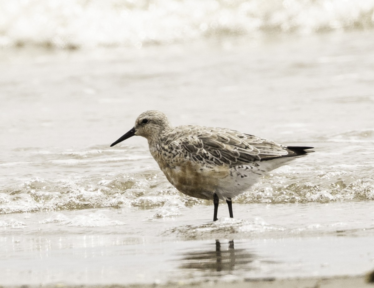 Red Knot - ML617903959