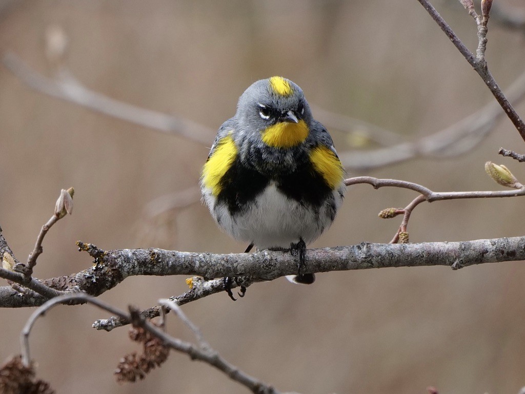 Yellow-rumped Warbler (Audubon's) - Barbara Coll