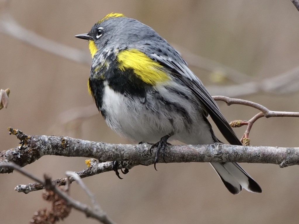 Yellow-rumped Warbler (Audubon's) - ML617903971