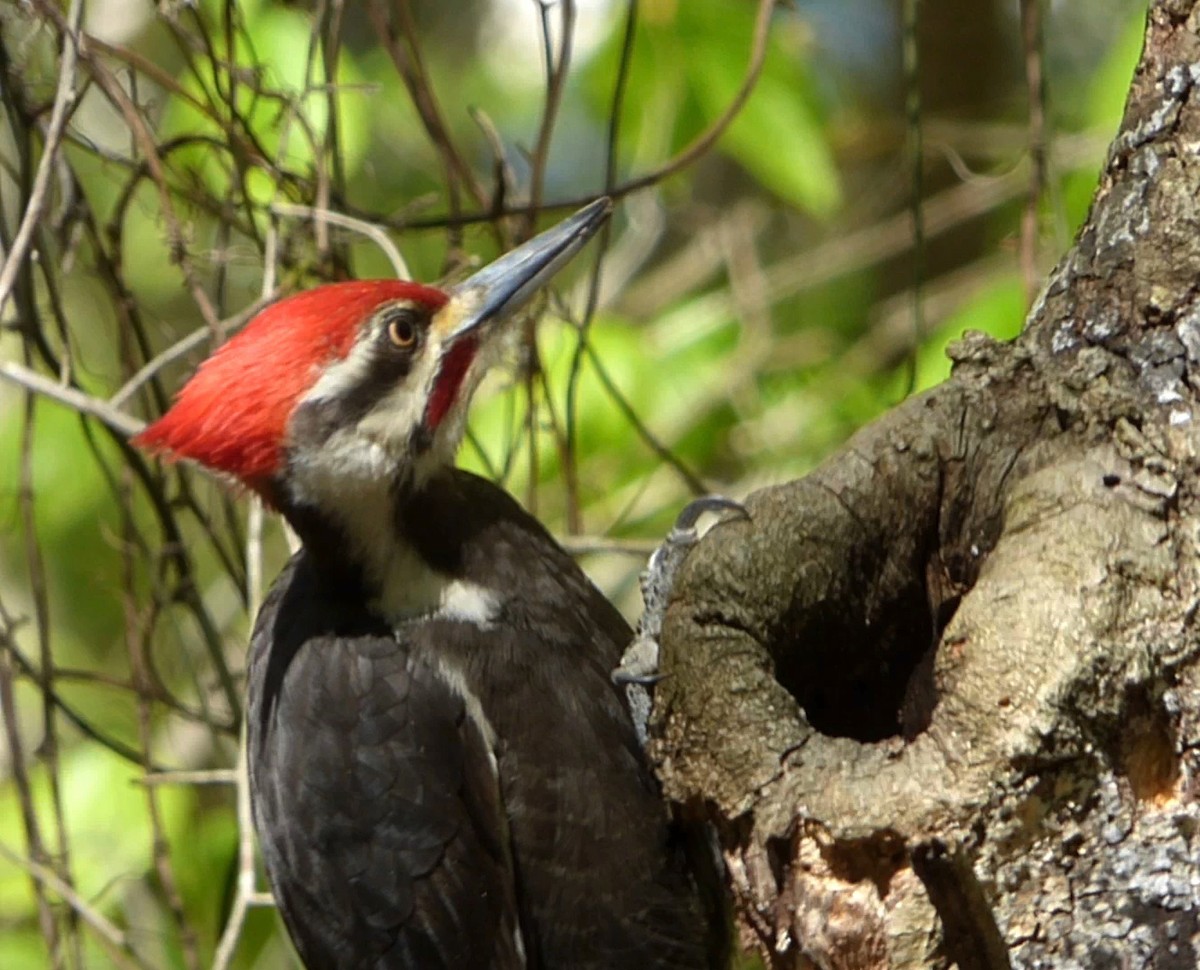Pileated Woodpecker - ML617903977