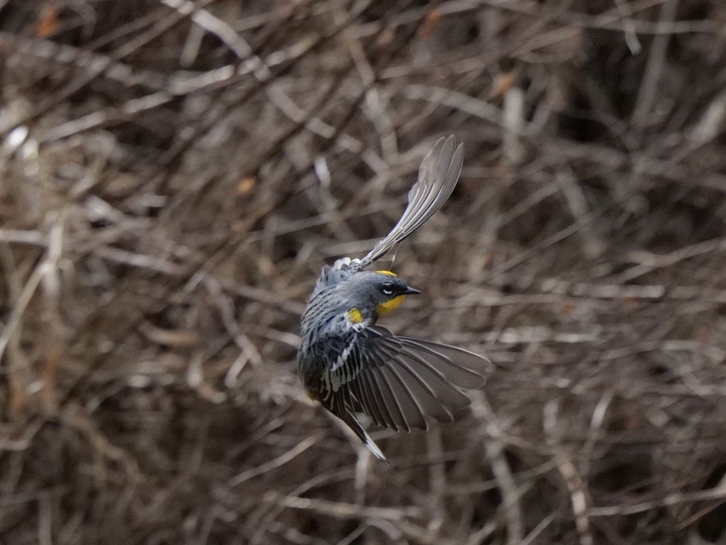 Yellow-rumped Warbler (Audubon's) - ML617903978