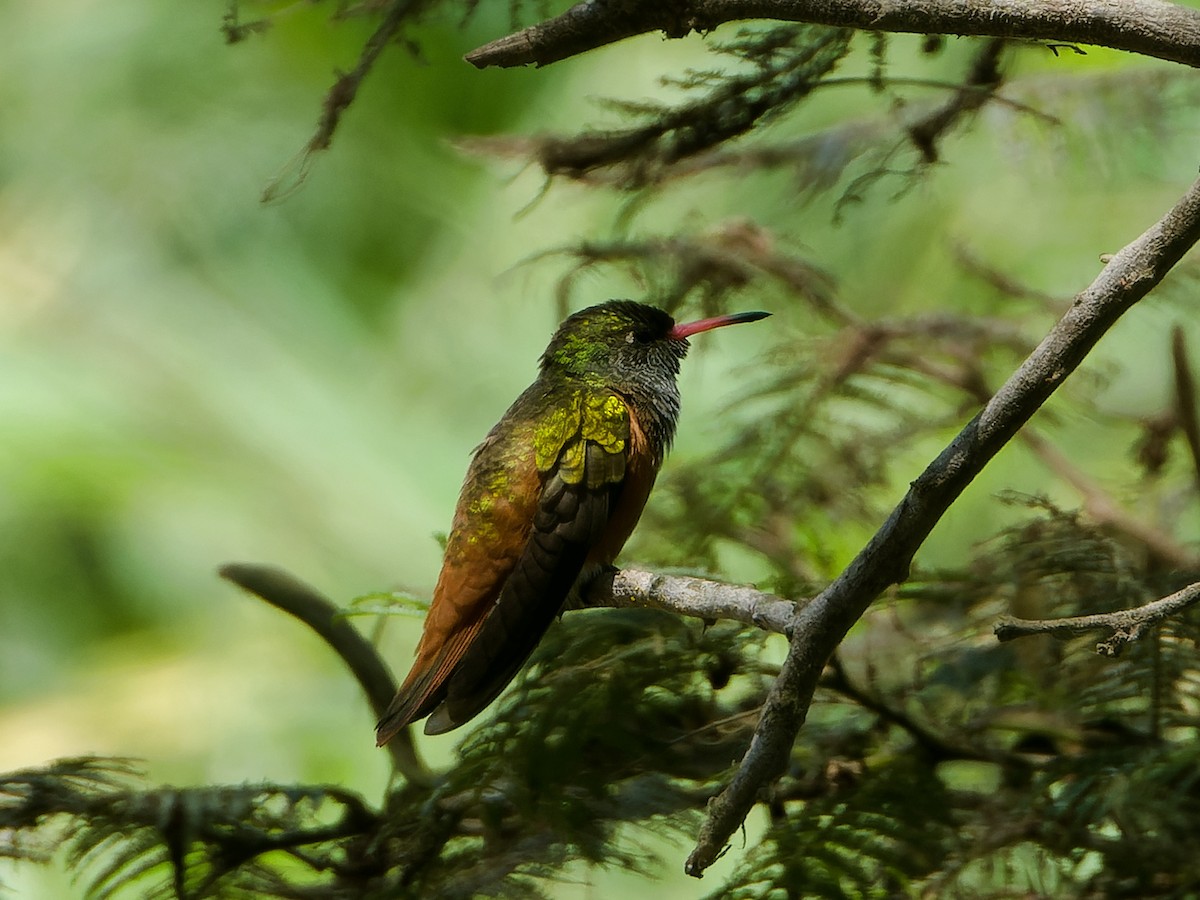 kolibřík Amazilin - ML617904019