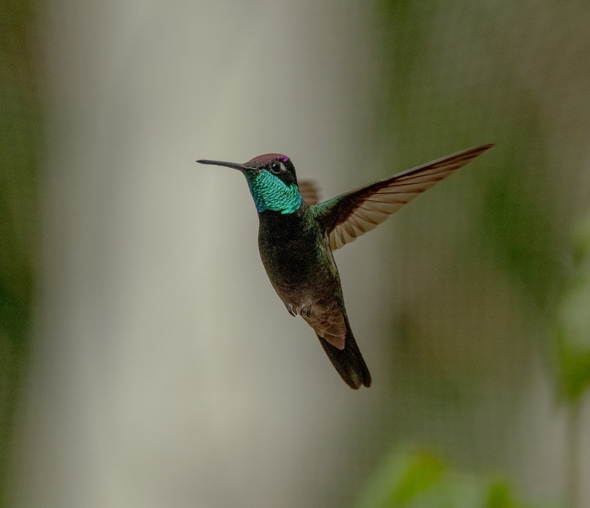 Rivoli's Hummingbird - ML617904028