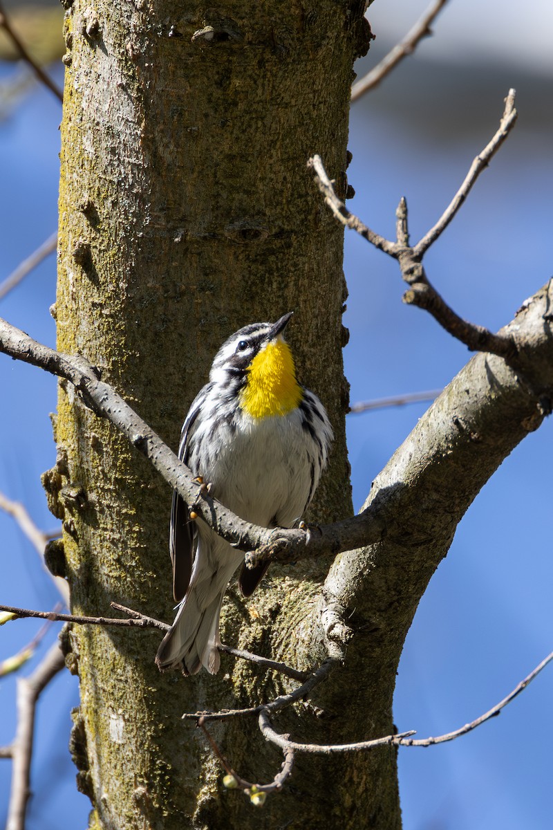 Yellow-throated Warbler - ML617904170