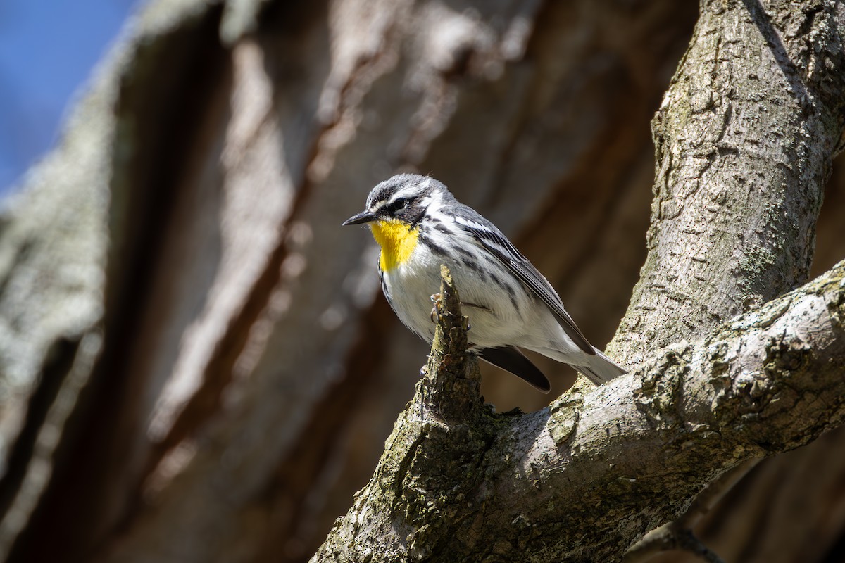 Yellow-throated Warbler - ML617904171