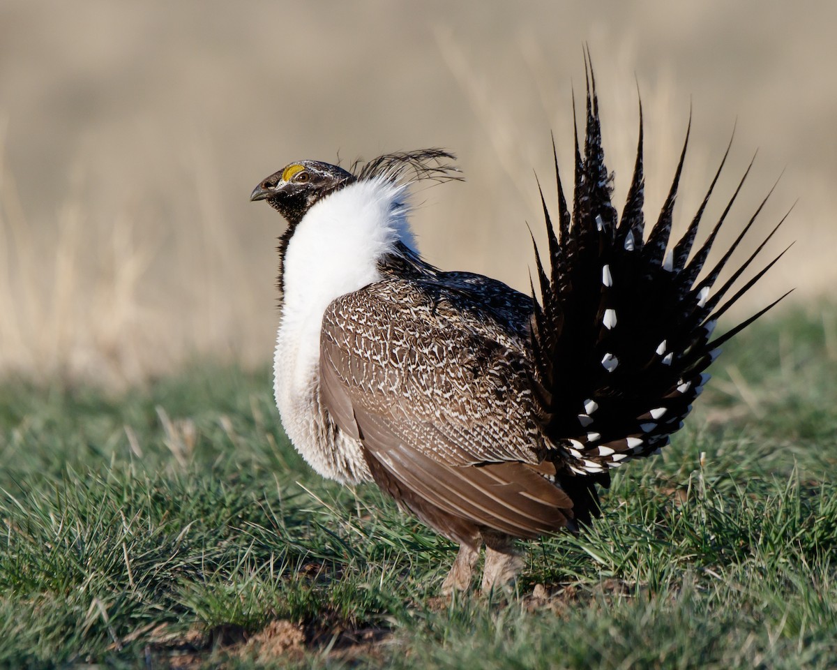 Greater Sage-Grouse - ML617904216