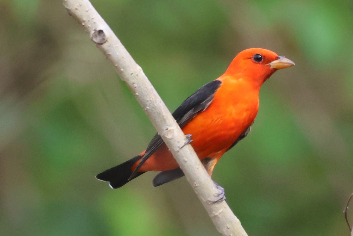 Scarlet Tanager - ML617904222