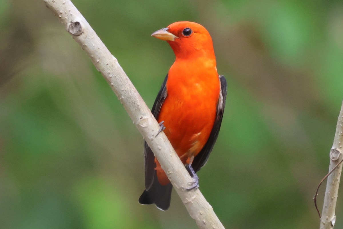 Scarlet Tanager - ML617904223