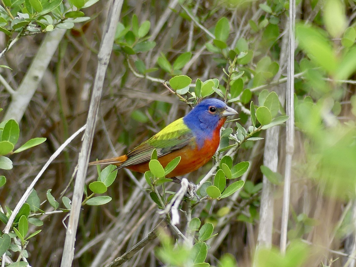 Painted Bunting - ML617904255