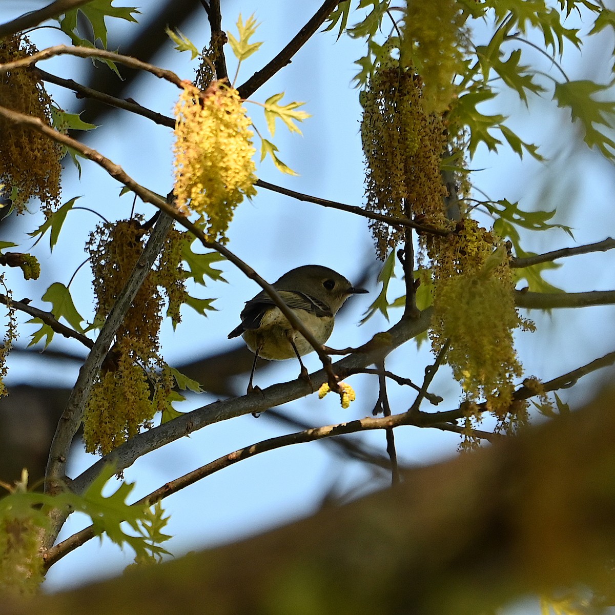 Ruby-crowned Kinglet - Chad Ludwig