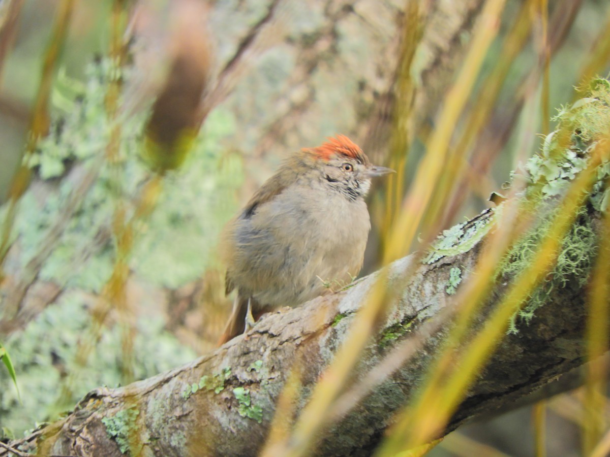 Sooty-fronted Spinetail - ML617904281