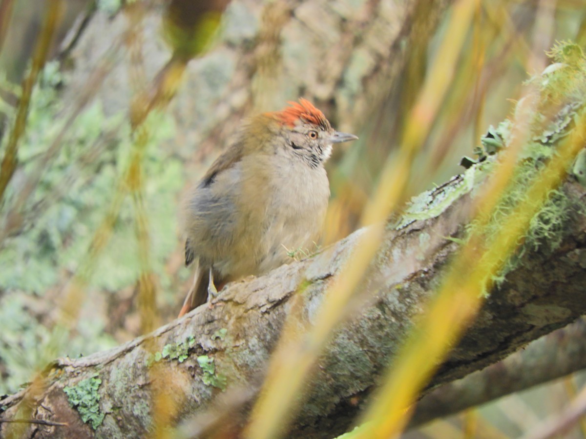 Sooty-fronted Spinetail - ML617904283