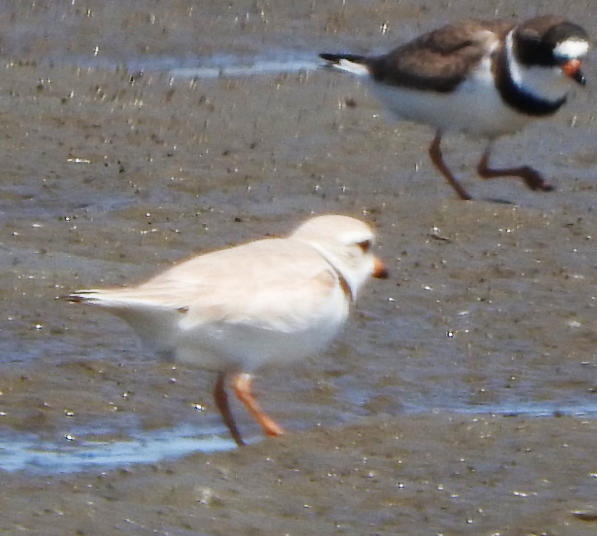 Piping Plover - ML617904285