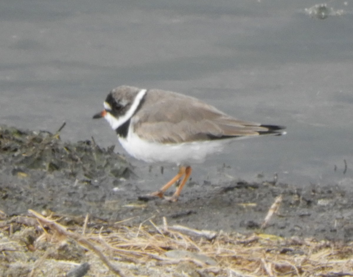 Semipalmated Plover - ML617904297