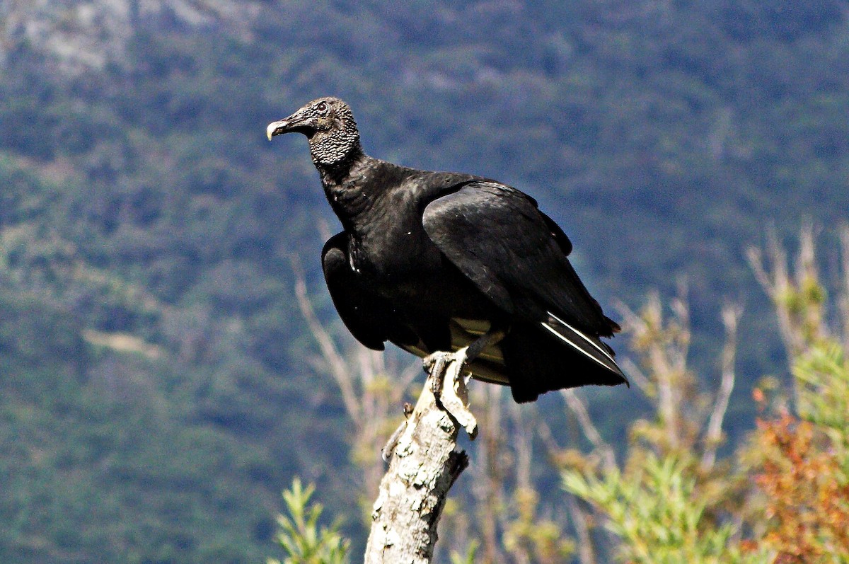 Black Vulture - ML617904312