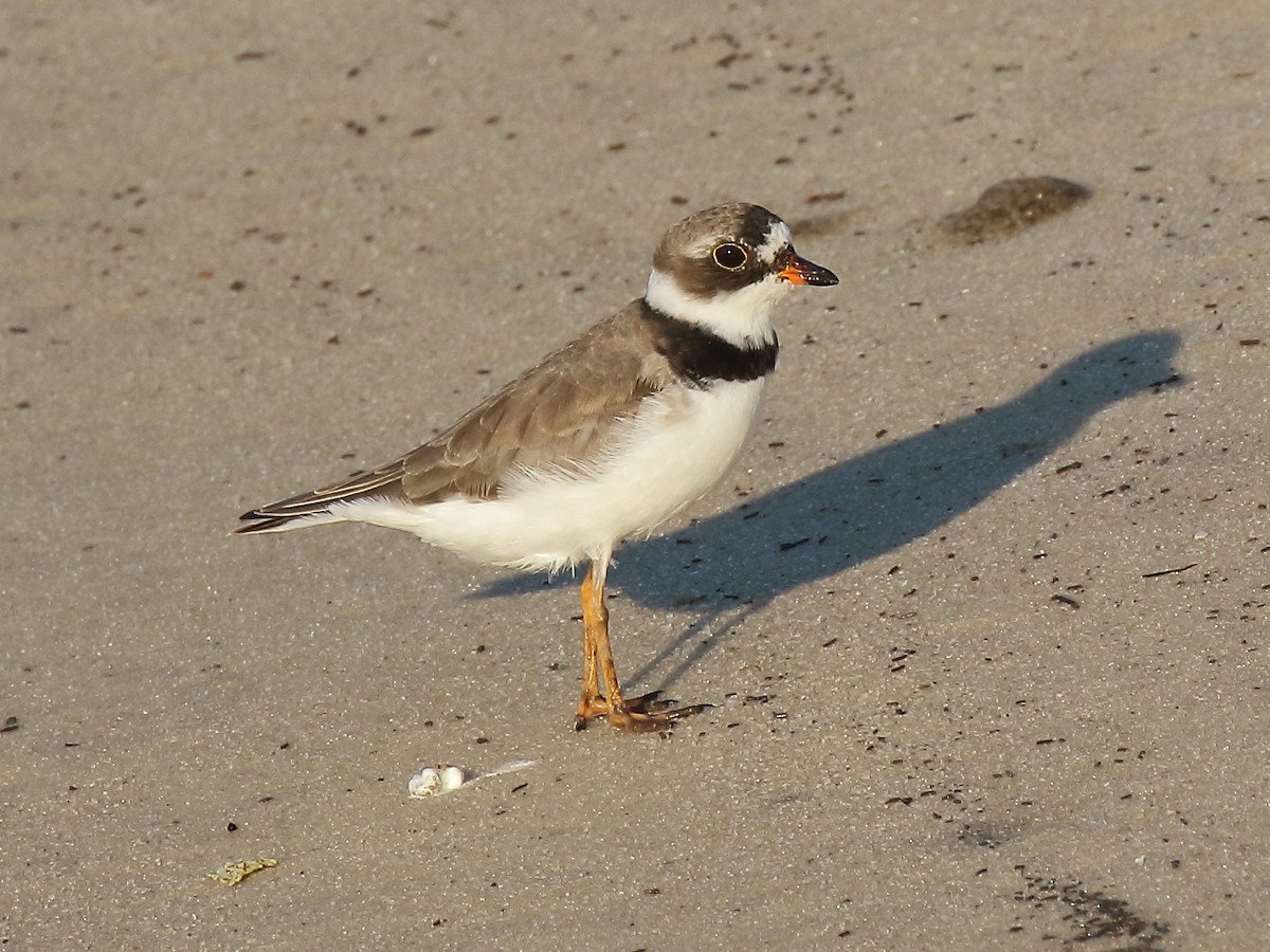 Semipalmated Plover - ML617904320