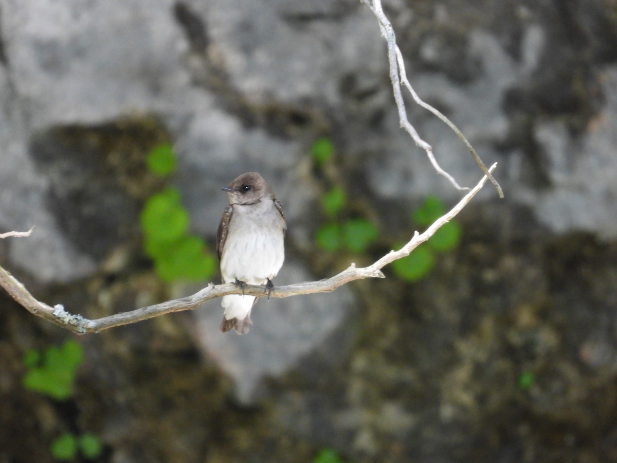 Northern Rough-winged Swallow - ML617904327