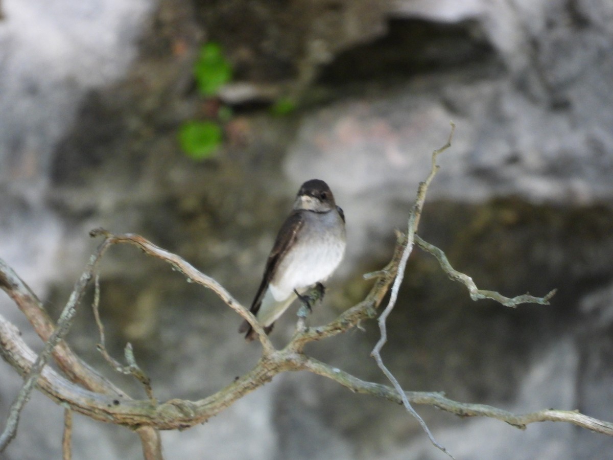 Northern Rough-winged Swallow - Brenda Meese