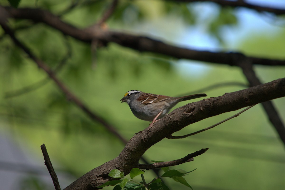White-throated Sparrow - Kim Sain