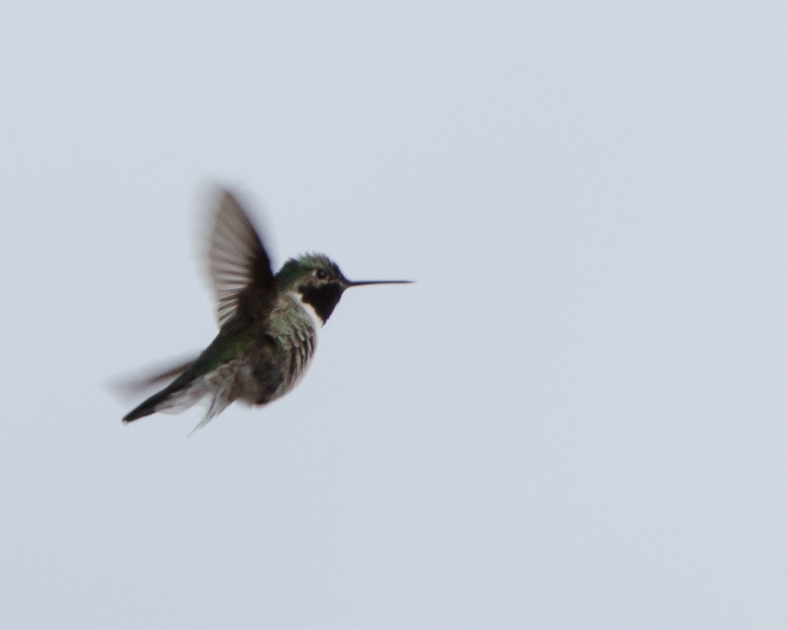 Broad-tailed Hummingbird - Jeff Stacey