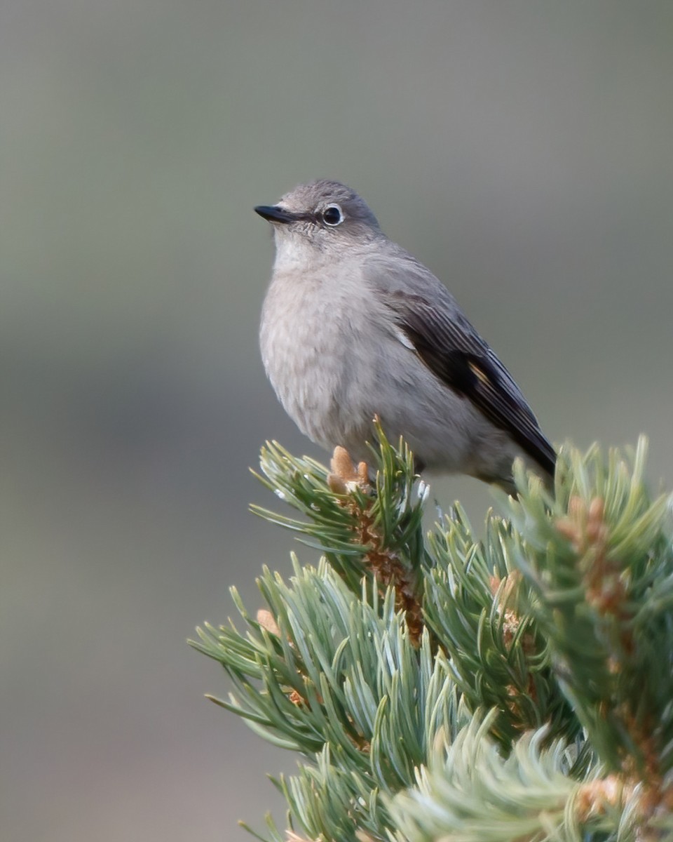 Townsend's Solitaire - ML617904378