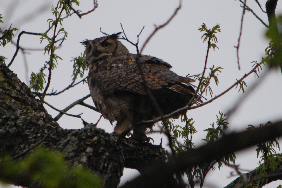 Great Horned Owl - ML617904379
