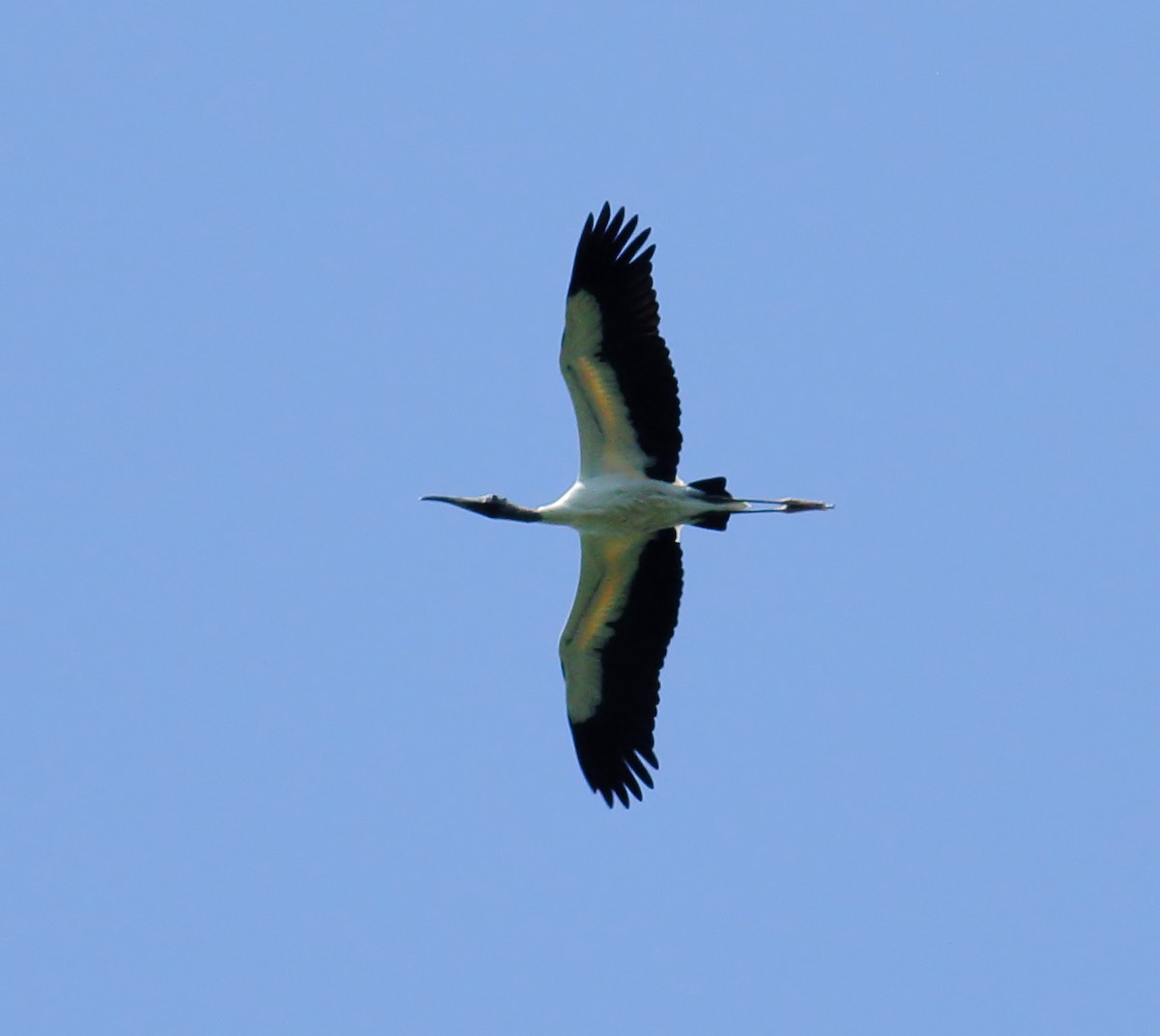 Wood Stork - James Port