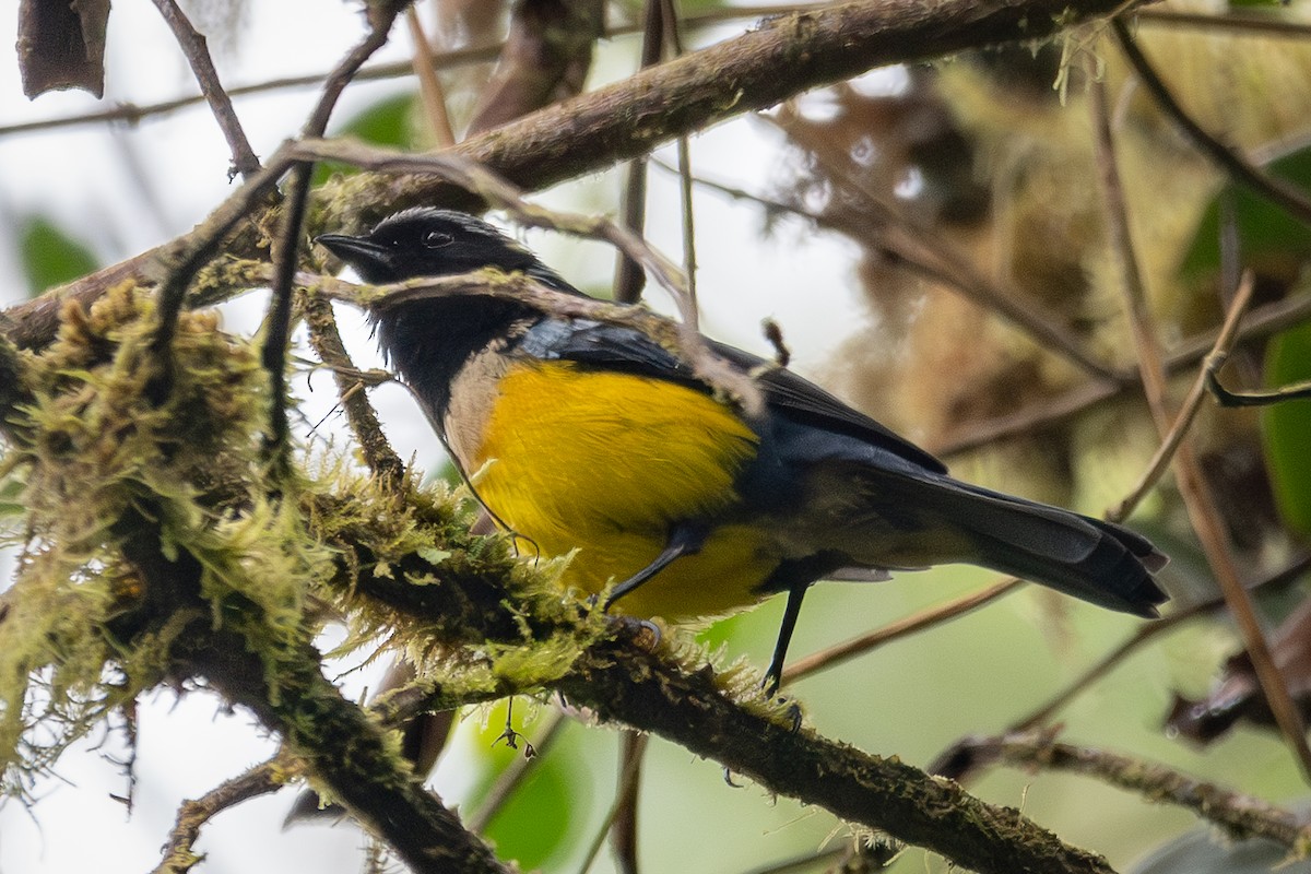 Buff-breasted Mountain Tanager - ML617904413