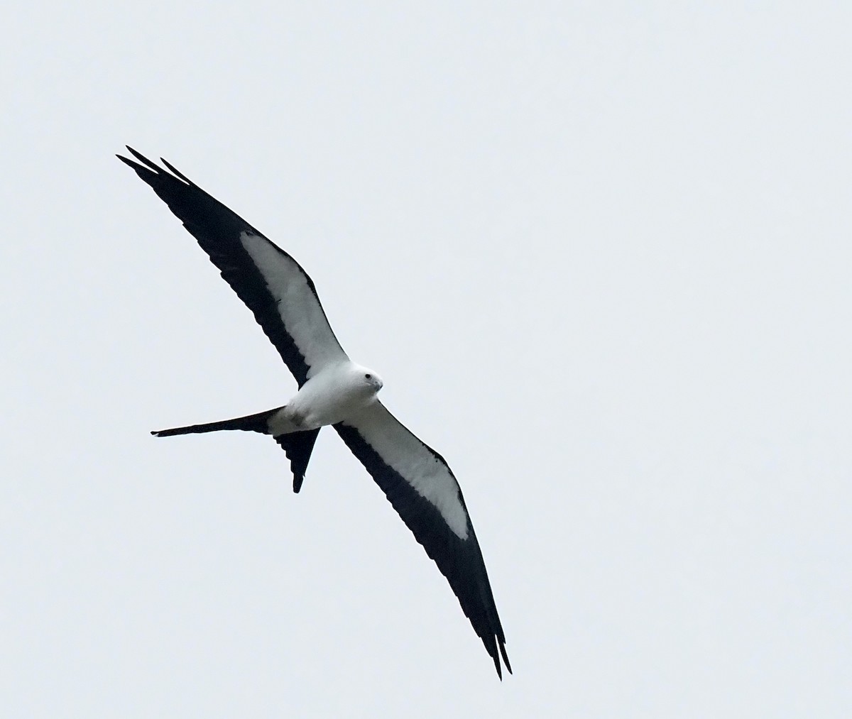 Swallow-tailed Kite - ML617904442