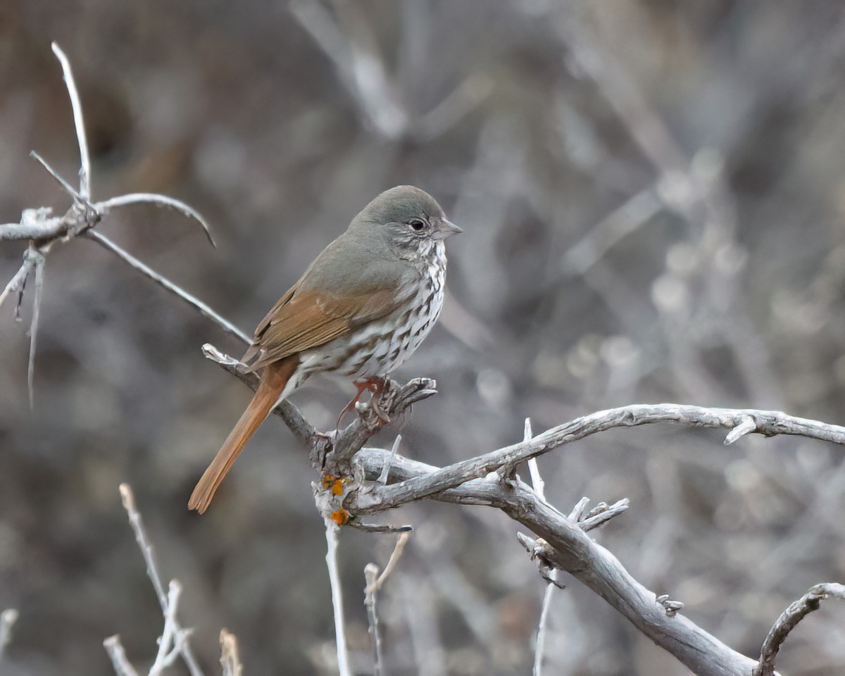 Fox Sparrow (Slate-colored) - ML617904451