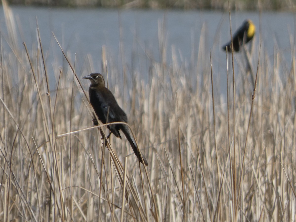 Great-tailed Grackle - ML617904463