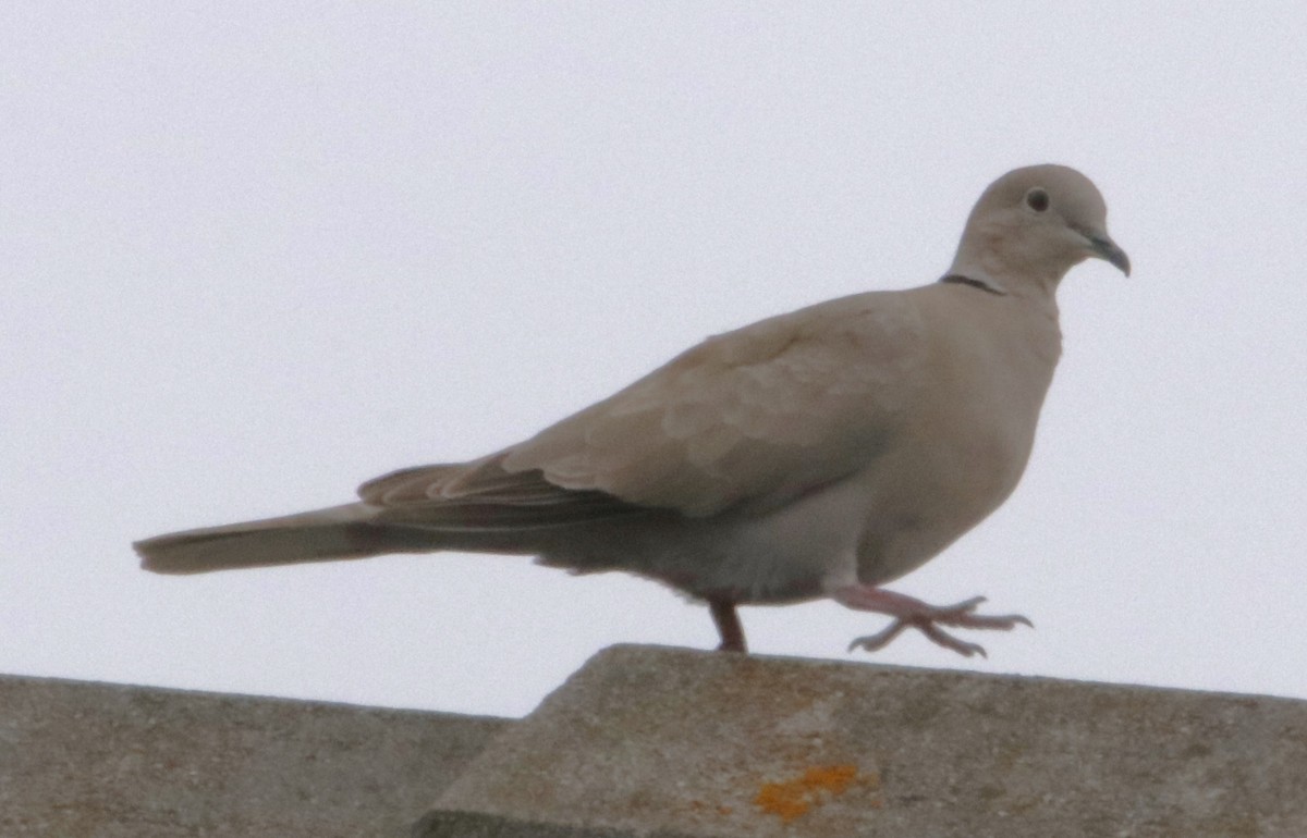 Eurasian Collared-Dove - ML617904530