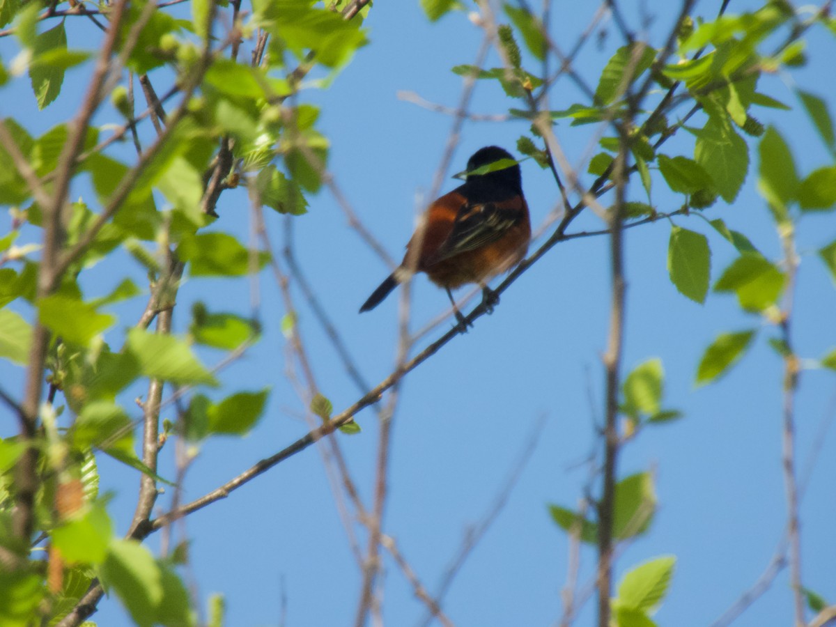 Orchard Oriole - ML617904566