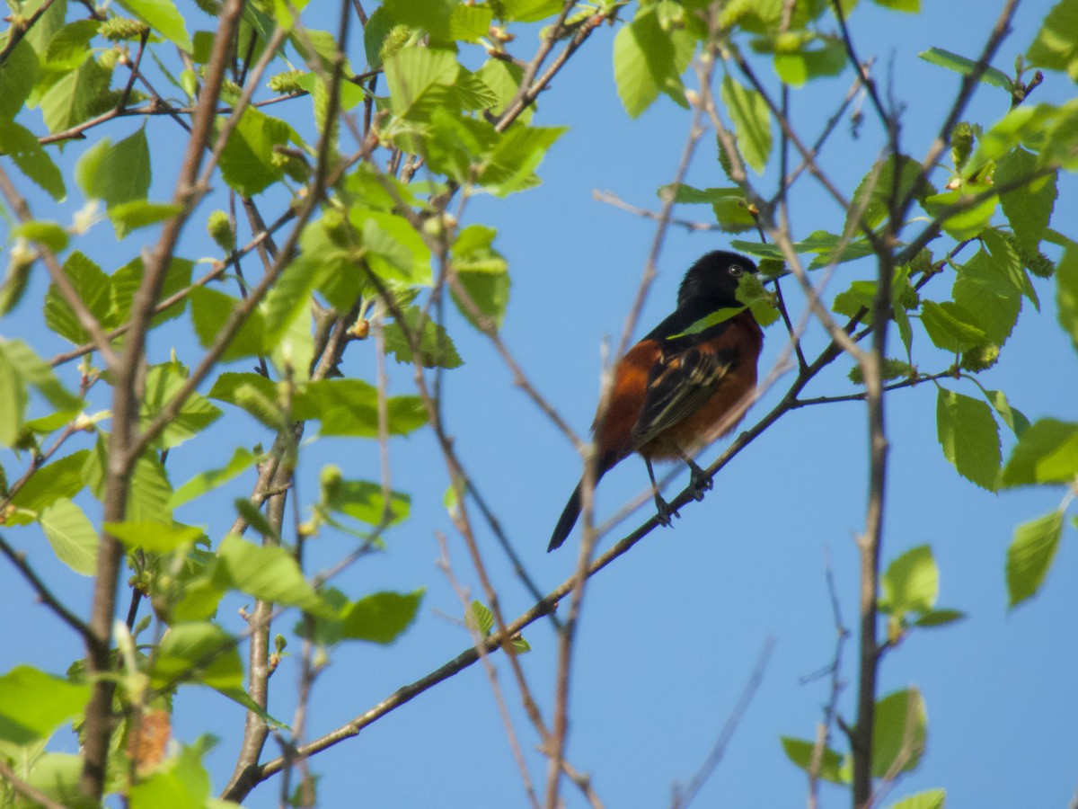 Orchard Oriole - ML617904567