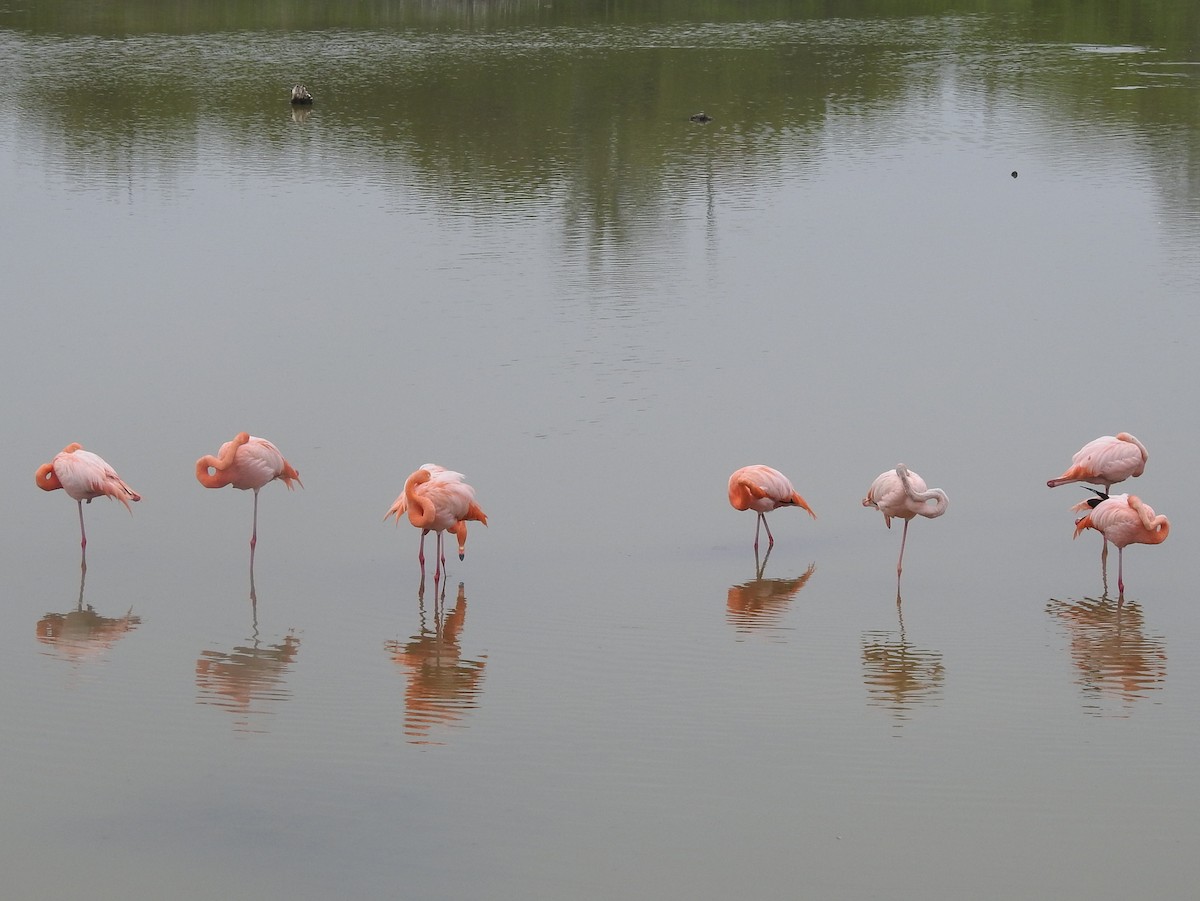 American Flamingo - Carlos Crocce