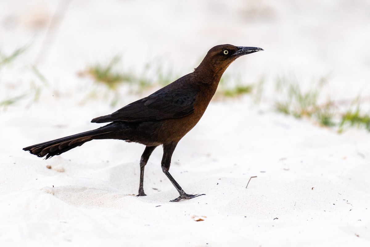Great-tailed Grackle - ML617904575