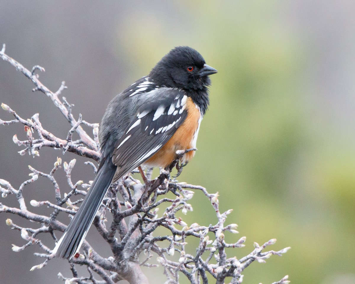 Spotted Towhee - ML617904607