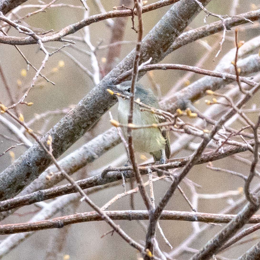 ML617904642 Cassin's Vireo Macaulay Library