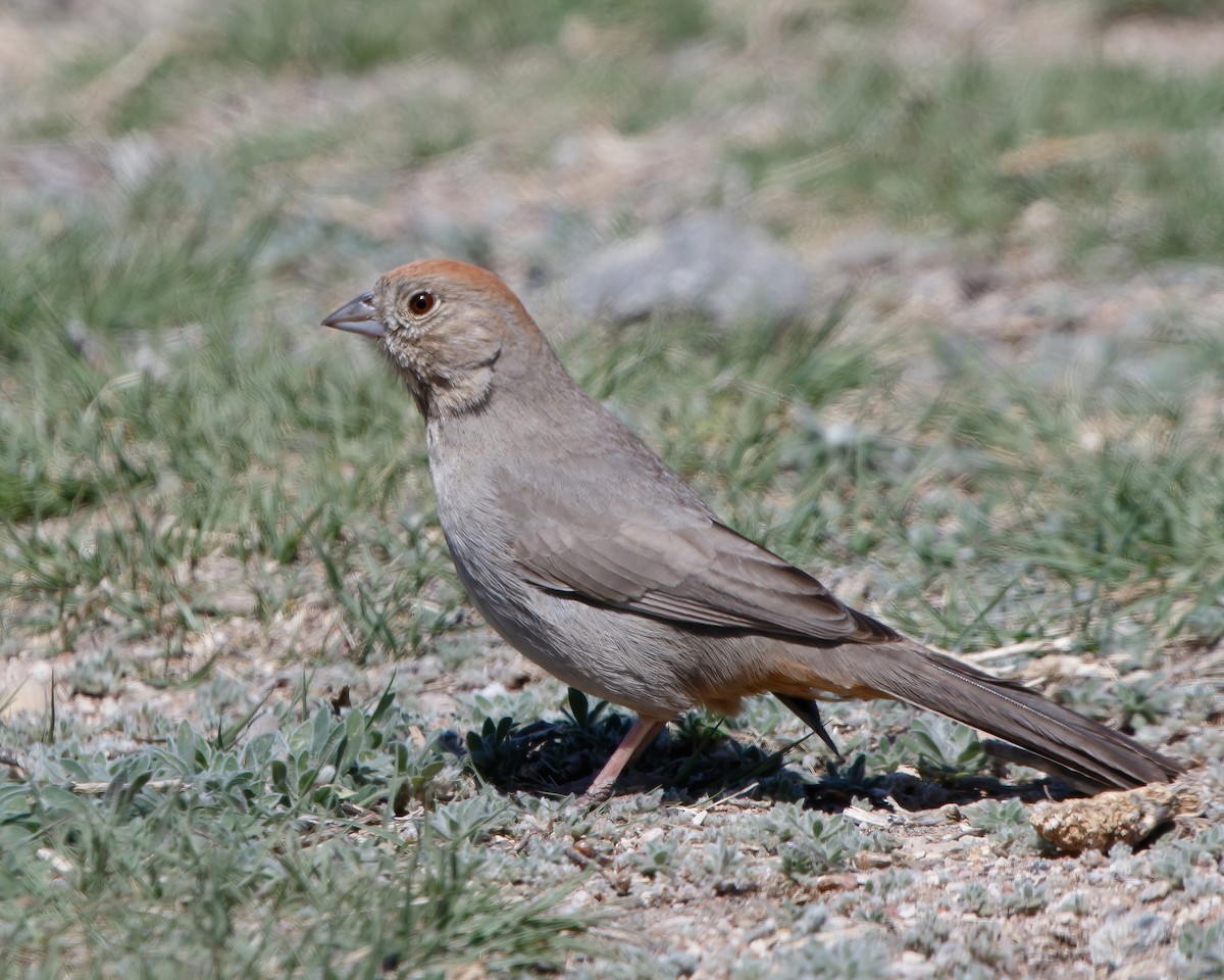 Canyon Towhee - Jeff Stacey