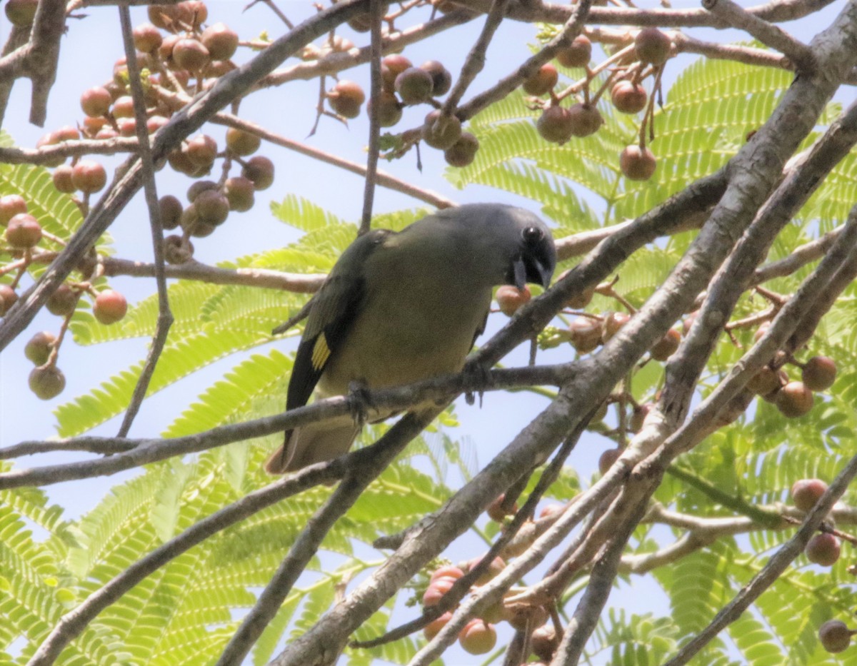 Yellow-winged Tanager - ML617904703