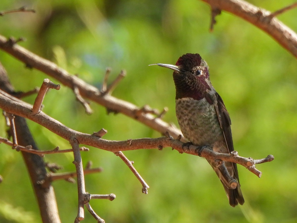 Anna's Hummingbird - ML617904708