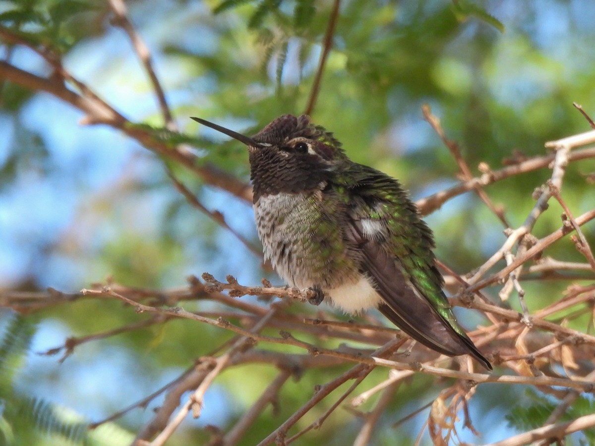 Anna's Hummingbird - ML617904709